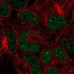 Invitrogen GON4L Polyclonal Antibody 100 &mu;L; Unconjugated:Antibodies,