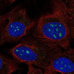 Invitrogen FAM173B Polyclonal Antibody 100 &mu;L; Unconjugated:Antibodies,