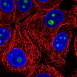 SURF6 Polyclonal Antibody, Invitrogen 100 &mu;L; Unconjugated:Antibodies,