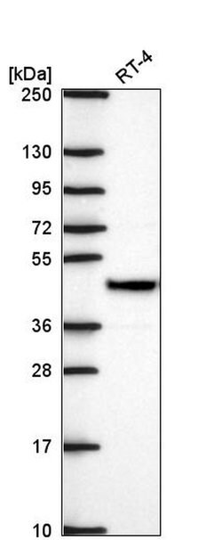 SURF6 Polyclonal Antibody, Invitrogen 100 &mu;L; Unconjugated:Antibodies,