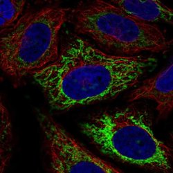 Invitrogen C2orf33 Polyclonal Antibody 100 &mu;L; Unconjugated:Antibodies,