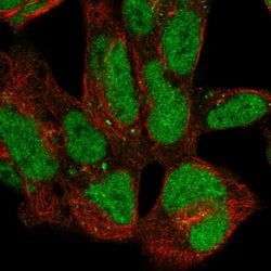 Invitrogen ZNF143 Polyclonal Antibody 100 &mu;L; Unconjugated:Antibodies,