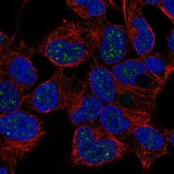 Invitrogen Nkx2.4 Polyclonal Antibody 100 &mu;L; Unconjugated:Antibodies,