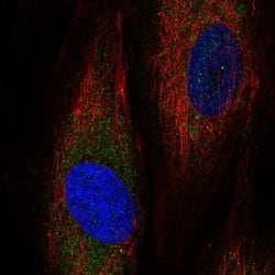 Invitrogen ASNSD1 Polyclonal Antibody 100 &mu;L; Unconjugated:Antibodies,