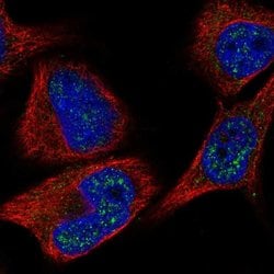 Invitrogen C8orf46 Polyclonal Antibody 100 &mu;L; Unconjugated:Antibodies,