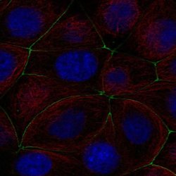 Invitrogen PGRP-L Polyclonal Antibody 100 &mu;L; Unconjugated:Antibodies,