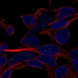 Invitrogen SERF1A Polyclonal Antibody 100 &mu;L; Unconjugated:Antibodies,