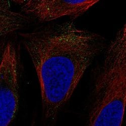 Invitrogen SLC9A7 Polyclonal Antibody 100 &mu;L; Unconjugated:Antibodies,
