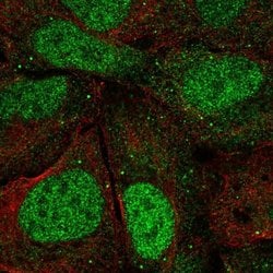 Invitrogen Argonaute 3 Polyclonal Antibody 100 &mu;L; Unconjugated:Antibodies,