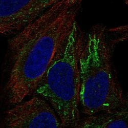 Invitrogen MT-ND4L Polyclonal Antibody 100 &mu;L; Unconjugated:Antibodies,