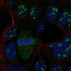 Invitrogen LRRN4 Polyclonal Antibody 100 &mu;L; Unconjugated:Antibodies,