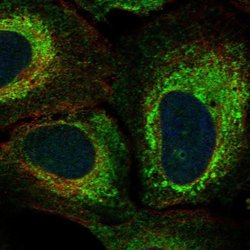 Invitrogen KIAA1324L Polyclonal Antibody 100 &mu;L; Unconjugated:Antibodies,