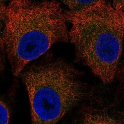 Invitrogen LSAMP Polyclonal Antibody 100 &mu;L; Unconjugated:Antibodies,