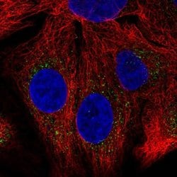 Invitrogen SH2B1 Polyclonal Antibody 100 &mu;L; Unconjugated:Antibodies,