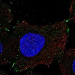 Invitrogen PCDHGB1 Polyclonal Antibody 100 &mu;L; Unconjugated:Antibodies,