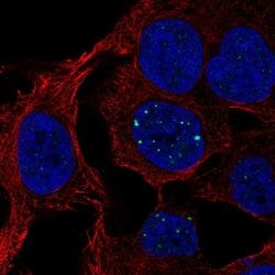 Invitrogen SH3BGRL3 Polyclonal Antibody 100 &mu;L; Unconjugated:Antibodies,