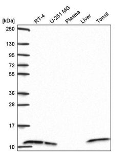 Invitrogen SH3BGRL3 Polyclonal Antibody 100 &mu;L; Unconjugated:Antibodies,