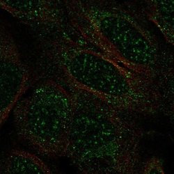 Invitrogen TCEAL2 Polyclonal Antibody 100 &mu;L; Unconjugated:Antibodies,