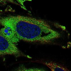 Invitrogen KDELR3 Polyclonal Antibody 100 &mu;L; Unconjugated:Antibodies,