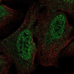 Invitrogen CSDC2 Polyclonal Antibody 100 &mu;L; Unconjugated:Antibodies,