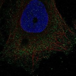 Invitrogen DUSP15 Polyclonal Antibody 100 &mu;L; Unconjugated:Antibodies,