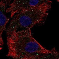Invitrogen mPR gamma Polyclonal Antibody 100 &mu;L; Unconjugated:Antibodies,