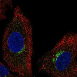 Invitrogen SLC6A16 Polyclonal Antibody 100 &mu;L; Unconjugated:Antibodies,