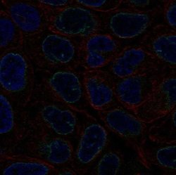 Invitrogen MAN1 Polyclonal Antibody 100 &mu;L; Unconjugated:Antibodies,