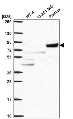 COG2 Polyclonal Antibody 100 &mu;L | Buy Online | Invitrogen | Fisher Scientific