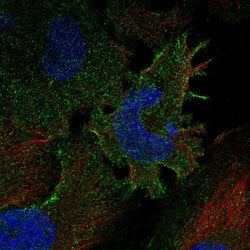 Invitrogen PCDHGC3 Polyclonal Antibody 100 &mu;L; Unconjugated:Antibodies,