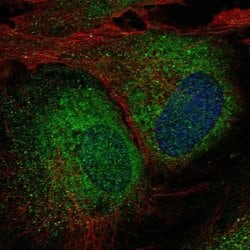 Invitrogen UBXN8 Polyclonal Antibody 100 &mu;L; Unconjugated:Antibodies,