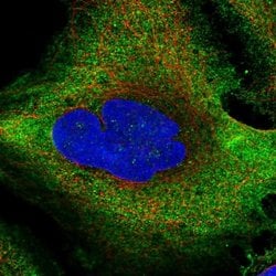 Invitrogen RPL36A Polyclonal Antibody 100 &mu;L; Unconjugated:Antibodies,