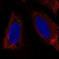 Invitrogen LUZP6 Polyclonal Antibody 100 &mu;L; Unconjugated:Antibodies,