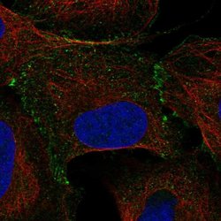 Invitrogen TCEB1 Polyclonal Antibody 100 &mu;L; Unconjugated:Antibodies,