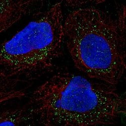 Invitrogen&trade;&nbsp;PRRG1 Polyclonal Antibody
