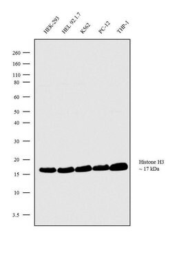 Invitrogen Histone H3 Polyclonal Antibody 400 &mu;L; Unconjugated:Antibodies,