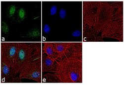 Invitrogen Histone H3 Polyclonal Antibody 100 &mu;L; Unconjugated:Antibodies,