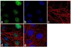 Invitrogen Histone H3 Polyclonal Antibody 100 &mu;L; Unconjugated:Antibodies,