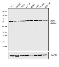 HSP90 alpha Polyclonal Antibody, Invitrogen 500 &mu;L; Unconjugated:Anticuerpos