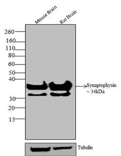 Synaptophysin Polyclonal Antibody, Invitrogen 500 &mu;L; Unconjugated:Antibodies,
