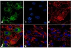 iNOS Polyclonal Antibody, Invitrogen 500 &mu;L; Unconjugated:Antibodies,