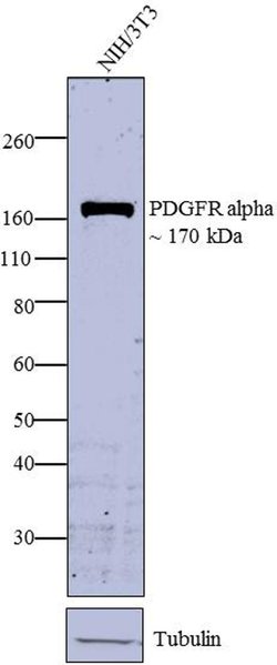 PDGFRA Polyclonal Antibody, Invitrogen 500 &mu;L; Unconjugated:Antibodies,