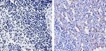 Thumbnail_VWF Polyclonal Antibody, Invitrogen 500 &mu;L; Unconjugated:Anticorps,