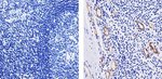 Thumbnail_VWF Polyclonal Antibody, Invitrogen 500 &mu;L; Unconjugated:Anticorps,