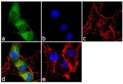 Calretinin Polyclonal Antibody, Invitrogen 500 &mu;L; Unconjugated:Antibodies,