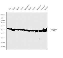 Invitrogen beta Tubulin Polyclonal Antibody 500 &mu;L; Unconjugated:Antibodies,