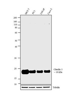 Claudin 3 Polyclonal Antibody, Invitrogen 500 &mu;L; Unconjugated:Antibodies,