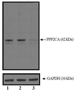 Invitrogen PPP2R1A Polyclonal Antibody 100 &mu;L; Unconjugated:Antibodies,