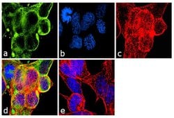 Invitrogen&trade;&nbsp;TUBA1A Polyclonal Antibody