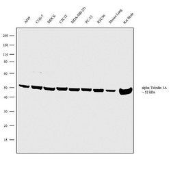 Invitrogen TUBA1A Polyclonal Antibody 100 &mu;L | Buy Online | Invitrogen&trade; | Fisher Scientific